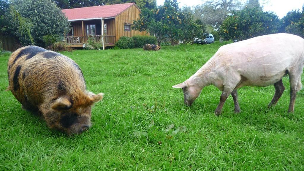 Hostel Relax A Kerikeri